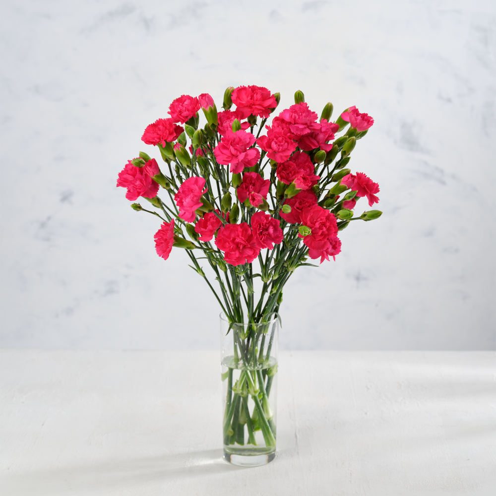 Co-op Spray Carnations