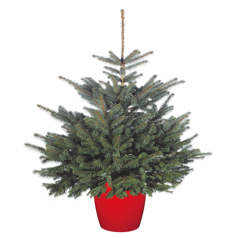 Pot Grown Blue Spruce 60 - 80cm