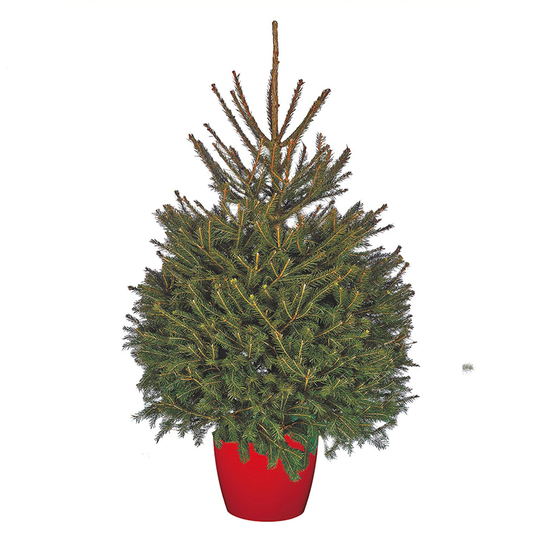 Pot Grown Norway Spruce 60 - 80cm