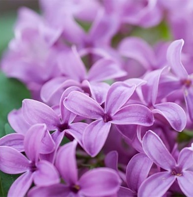 LILAC IN BLOOM